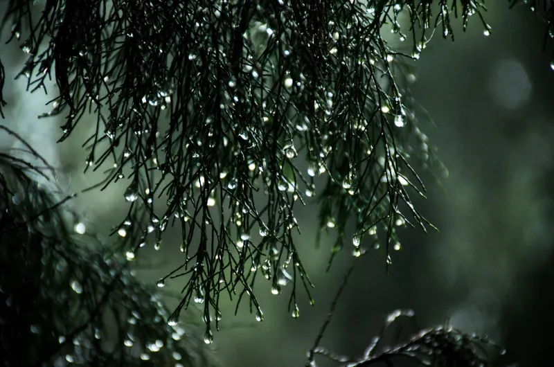 Resting with Purpose: How India's Seasonal Wisdom Is Teaching American Professionals to Work With Nature, Not Against It